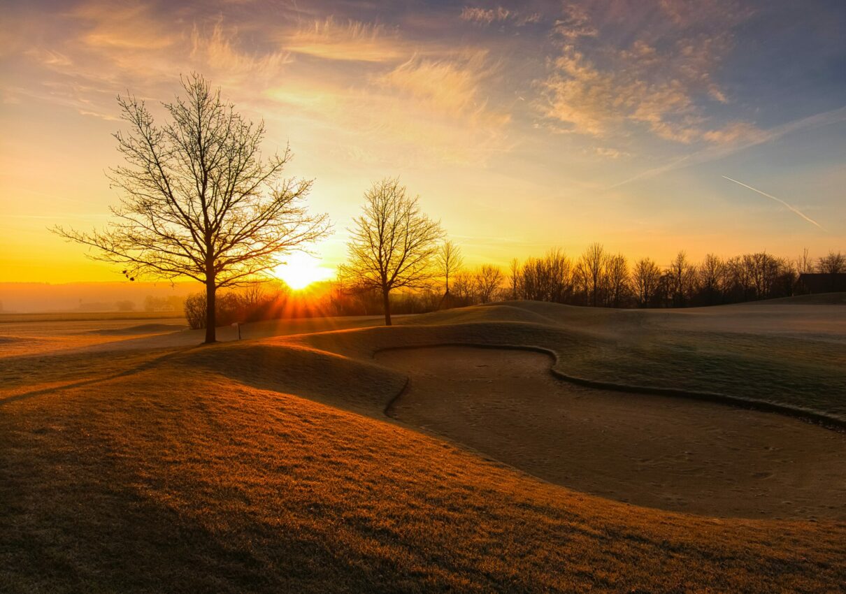 leafless trees on brown field during sunset